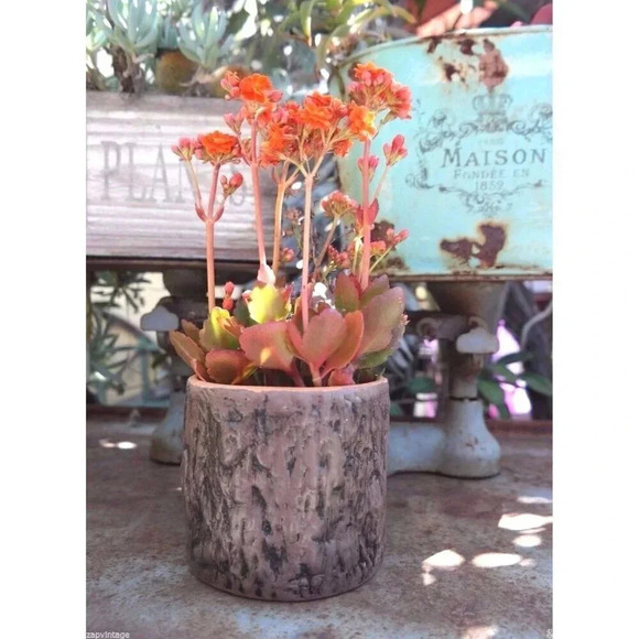 New Pottery Catus Flower Plant Pot Planter Garden Patio Decor Tree Trunk - Picture 1 of 5